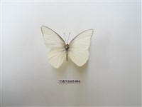 藏品(尖粉蝶)的圖片